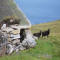 St. Kilda Sheep